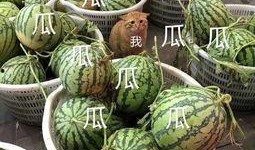 娱乐吃瓜壁纸图片,揭秘吃瓜群众背后的故事