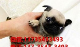 巴哥最新爆料信息网站,揭秘网络热点背后的真相与内幕